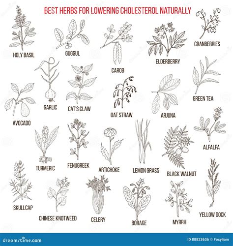 Best Medicinal Herbs For Lowering Cholesterol Stock Vector