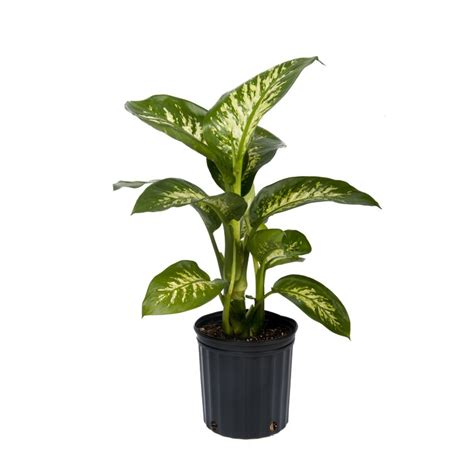 Costa Farms Indoor Dieffenbachia House Plant In 10 Inch Grow Pot