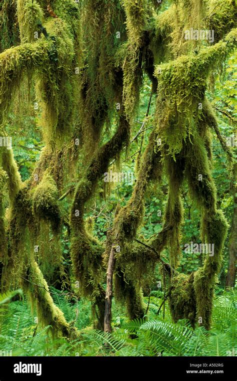 Hoh Rain Forest Olympic National Park Wa Rainforests Twisted Branches