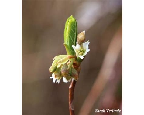 Oemleria Cerasiformis