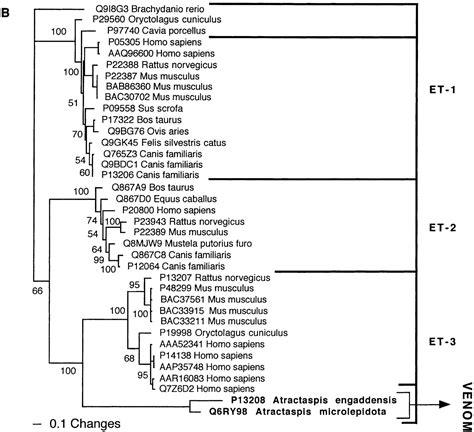 From Genome To “venome” Molecular Origin And Evolution Of The Snake