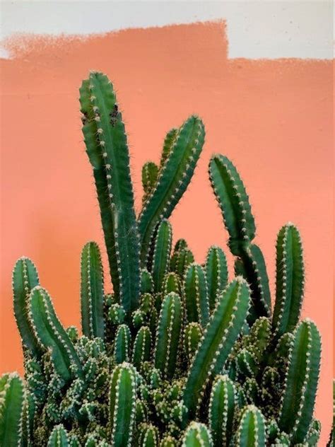 Acanthocereus Tetragonus Fairy Castle Cactus Succulents Network