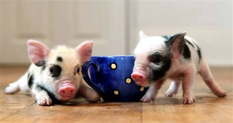 Cute Baby Teacup Pigs