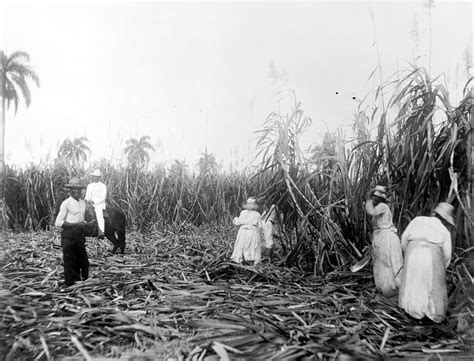 Cuba Sugar Plantation Photograph By Granger