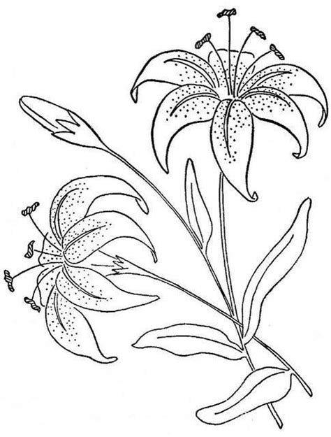 15 Lily Coloring Pages Color Info