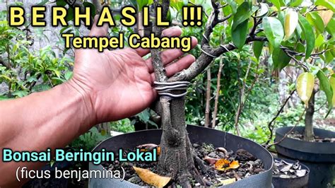 BERHASIL Tempel Cabang Bonsai Beringin Lokal Benjamina Banyan