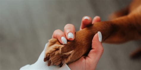 How to Stop My Dog from Chewing His Feet