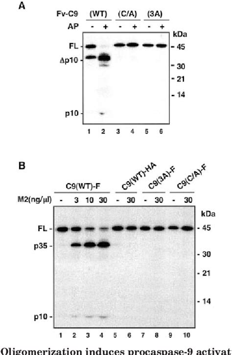 Figure 1 from Oligomerization Is a General Mechanism for the Activation ...