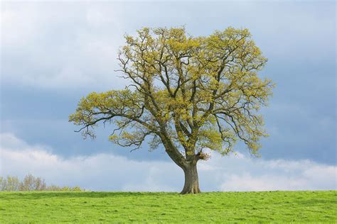 English Oak Tree In Field, Gloucestershire, Uk Photograph by Chris Mattison / Naturepl.com - Pixels