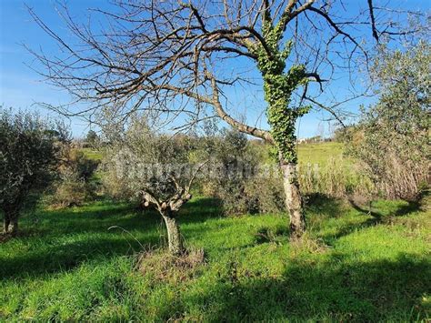 Terreno Agricolo Via Lelio Lorenzetti Genzano Di Roma Rif 100806627