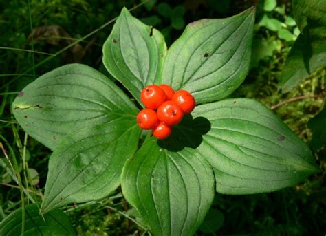 Super Natural Landscapes | Cornus canadensis