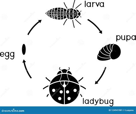 Ciclo De Vida De La Mariquita Etapas Del Desarrollo De La Mariquita Del Huevo Al Insecto Adulto