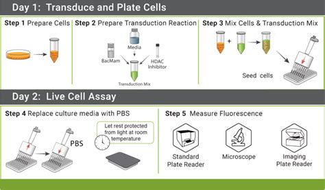 Caddis Live Cell Camp Assays Montana Molecular