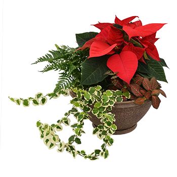 poinsettia-centerpiece-350x350 - Homestead Gardens, Inc.