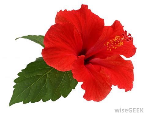 Free Hibiscus, Download Free Hibiscus png images, Free ClipArts on Clipart Library