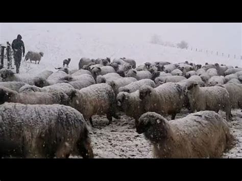 Te Ak Ivot Obana Uz Ovce Na Planini Zimi I Jakim Minusima Youtube