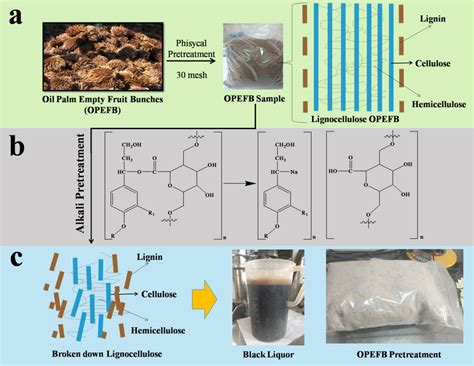 A Protection Of Cellulose By Lignin And Hemicellulose B The Breaking