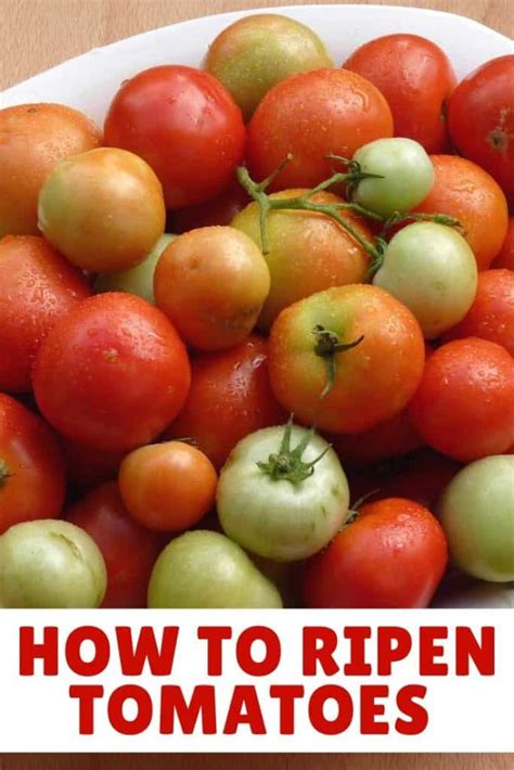 How Do You Ripen Green Tomatoes Back Gardener