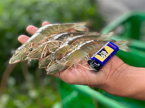 hiruk pikuk budi daya panen udang cv pradipta paramita
