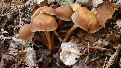 Gymnopus Fusipes The Ultimate Mushroom Guide