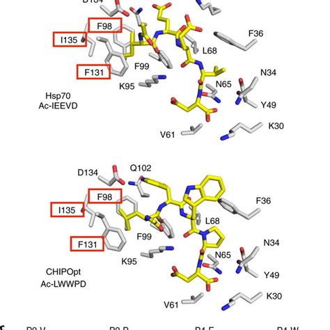 Structural Basis For Chip Tpr Domain Specificity A X Ray Crystal