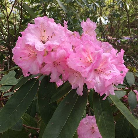 Large Hybrids Rhododendron Pamela Louise At Loder Plants