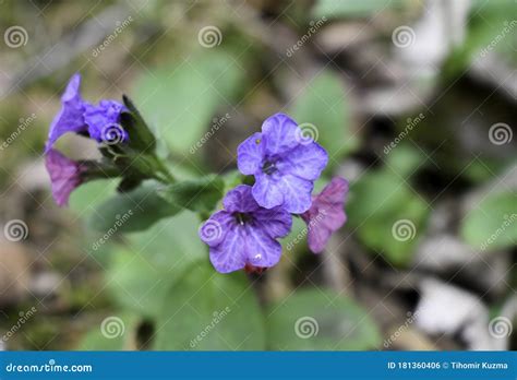 Lungwort Common Names Common Lungwort Or Mary S Tears Stock Photo