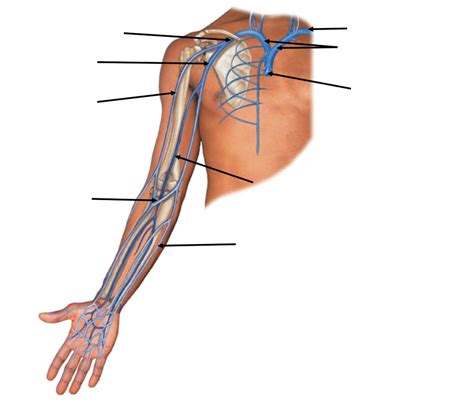 Endo And Cardio Practical Upper Limb Veins BIO 122 Parkland College