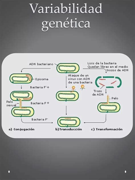 Conjugaci N Bacteriana Pdf