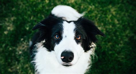 How Smart Is Your Dog Border Collies Star In New Dog Research