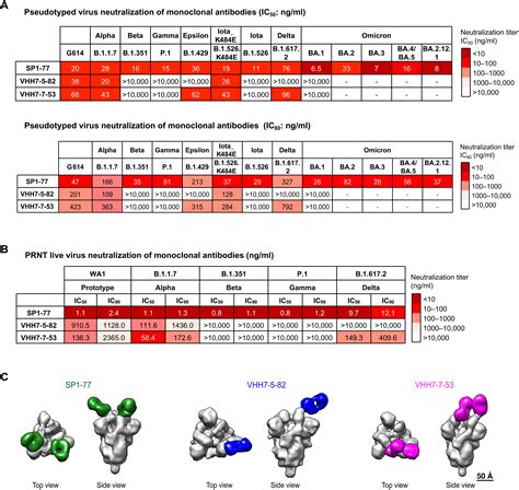 An Antibody From Single Human VH Rearranging Mouse Neutralizes All SARS