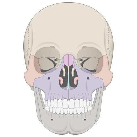 Overview Of The Human Skull Bones Lesson Human Bio Media