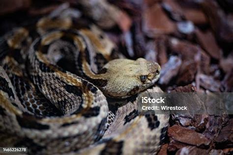 closeup ular derik kayu ular crotalus horridus ditangkap  kebun