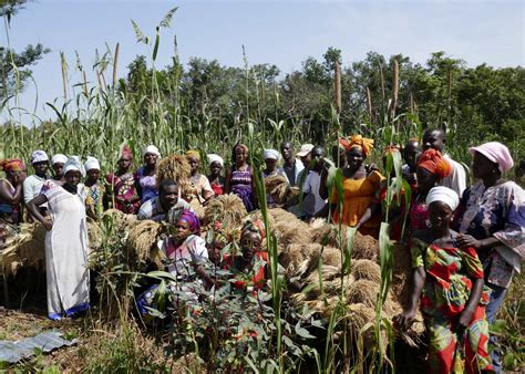 Sustaining The Traditional Production And Conservation Of Creole Rice