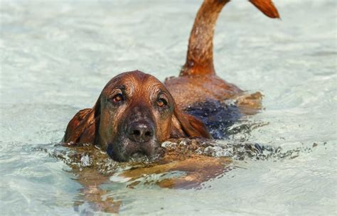 10 Bloodhound Mixes: History, Pictures, & Info – Dogster