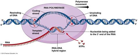 Jakie Enzymy S Wykorzystywane W Replikacji Dna Biologia