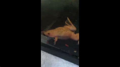 My Frog Giving Birth Youtube