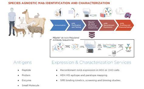 Antibody Discovery From A Chicken Polyclonal Mixture