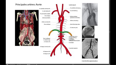 Les Arteres Du Corps Humain