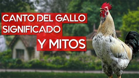 Canto Del Gallo Significado Supersticiones Y Mitos YouTube