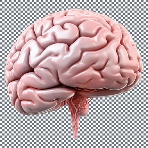 Premium PSD Human Brain