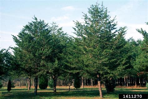 Virginia Pine Pinus Virginiana