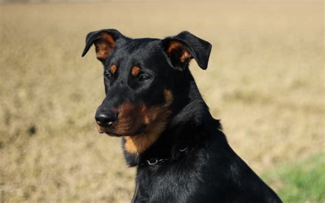 Pin By Alex On Х Beauceron French Shorthaired Shepherd Beauceron