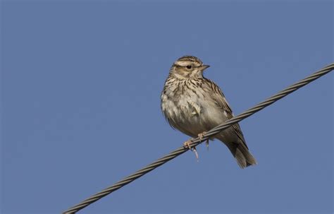 En France Les Oiseaux Des Campagnes Disparaissent Le Devoir