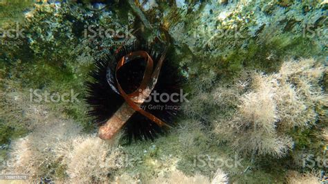 Landak Laut Ungu Landak Laut Batu Atau Landak Laut Berbatu Bawah Laut