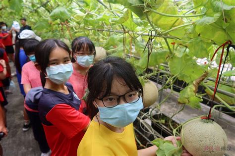 影／新農業！青農陳照委挺食農 晨照溫室網紋洋香瓜媲美日本進口 蕃新聞