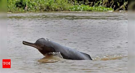 bengal home   endangered irrawaddy dolphins sundarbans