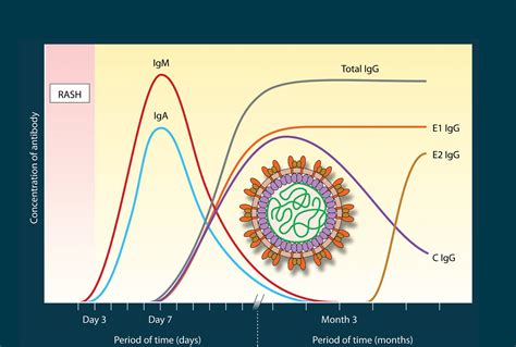 Current Concepts For Genital Herpes Simplex Virus 55 Off