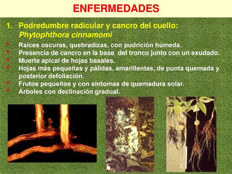 Plagas Y Enfermedades Del Cultivo Del Palto Ppt Descargar