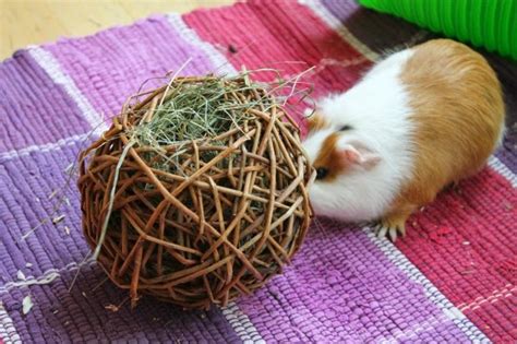 Meine Meerschweinchen Ideen Beschäftigungs Idee 3 Der Weidenball